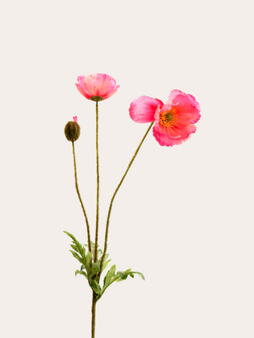 Papaver Pink