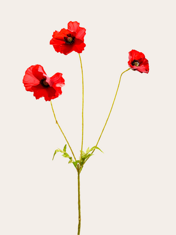 Tak klaproos met 3 bloemen 81cm rood