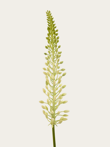 Eremurus 75cm wit/groen