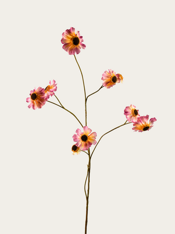 Rudbeckia paars 100cm