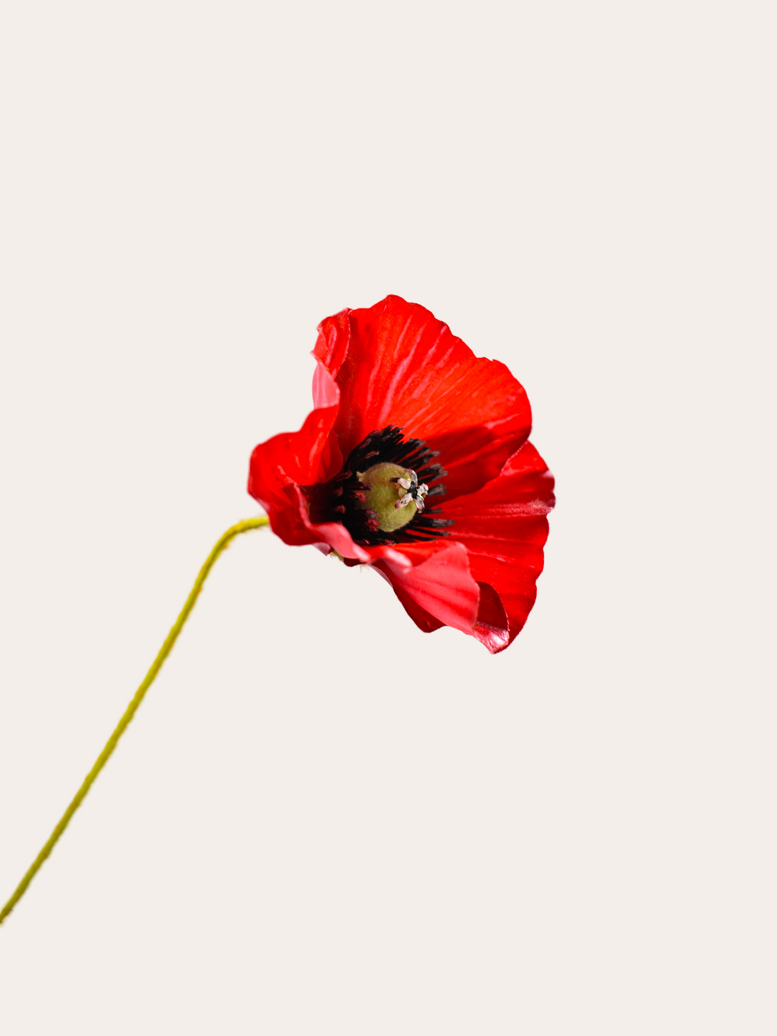 Tak klaproos met 3 bloemen 81cm rood