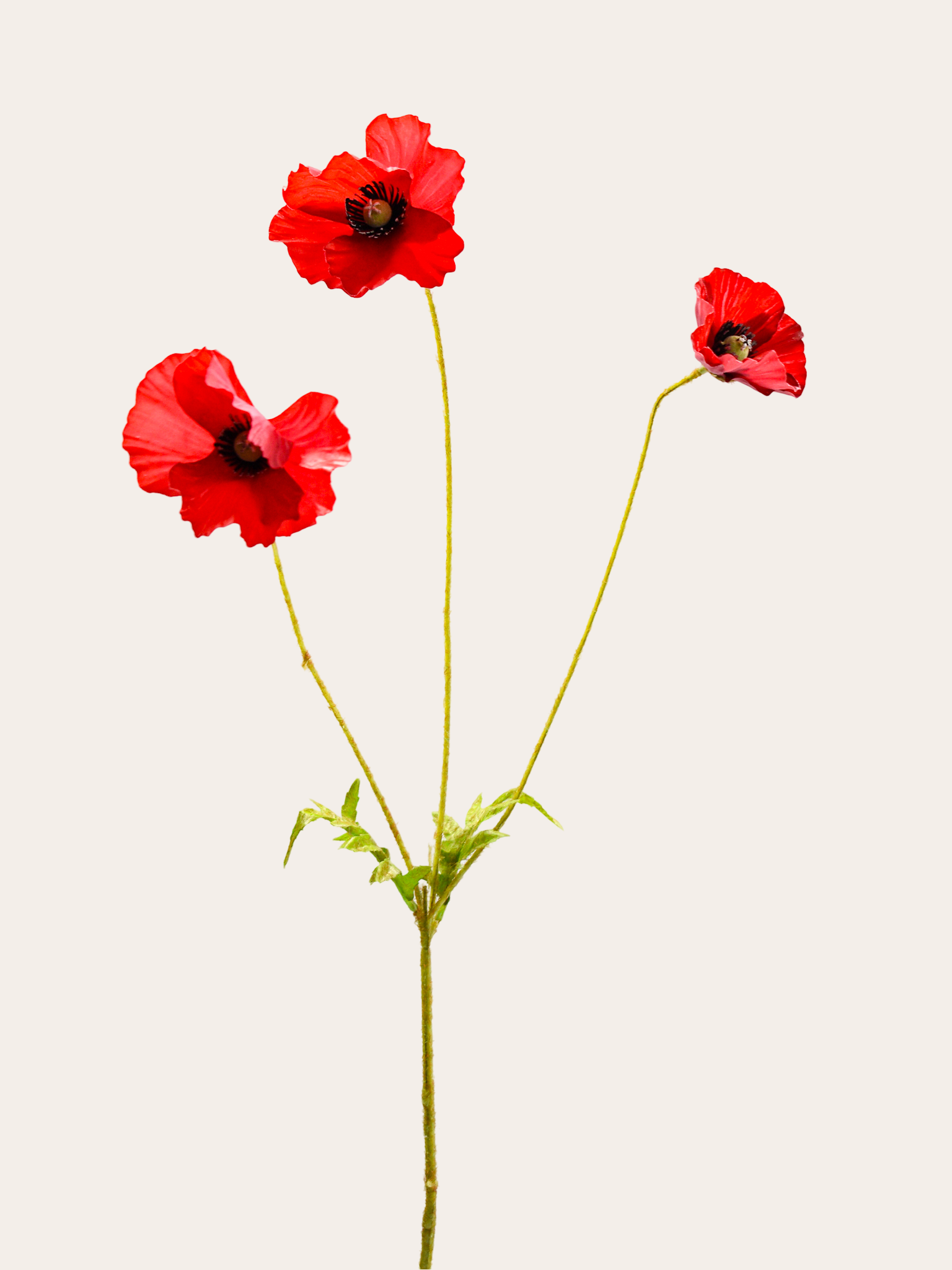 Tak klaproos met 3 bloemen 81cm rood