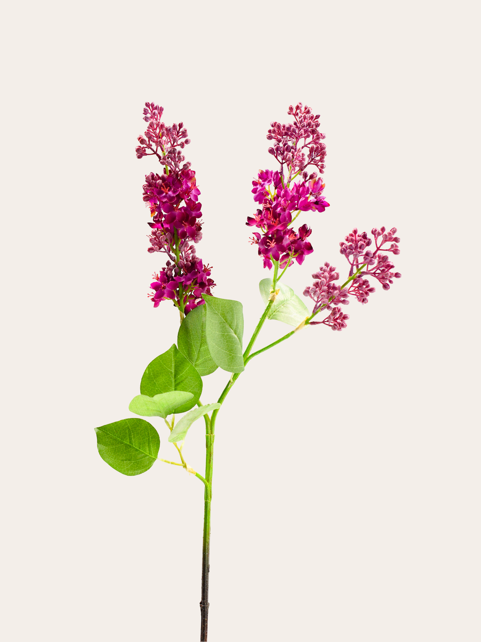 Seringen tak 88cm Fuchsia