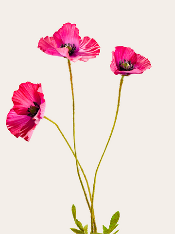 Klaproos Fuchsia