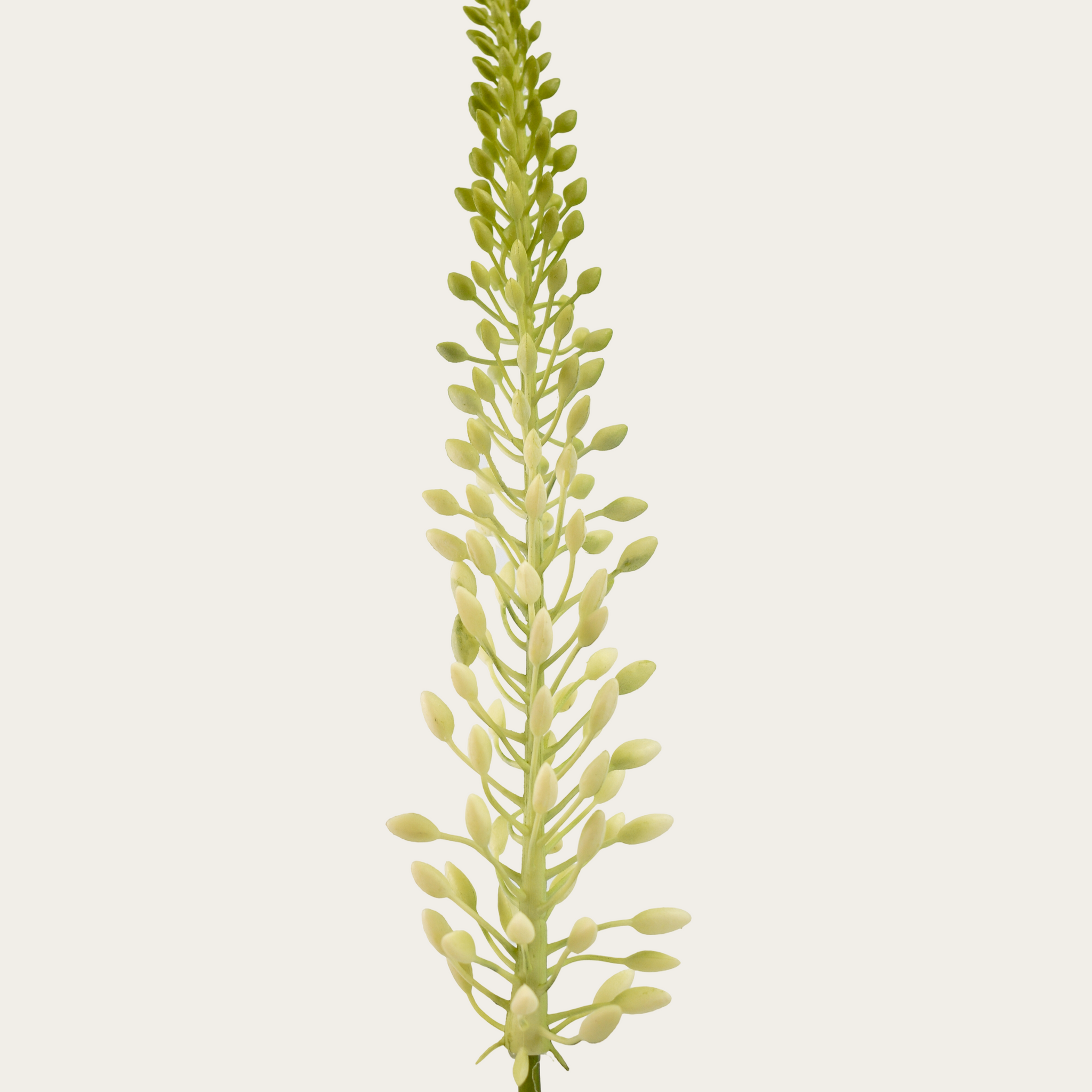 Eremurus 75cm wit/groen