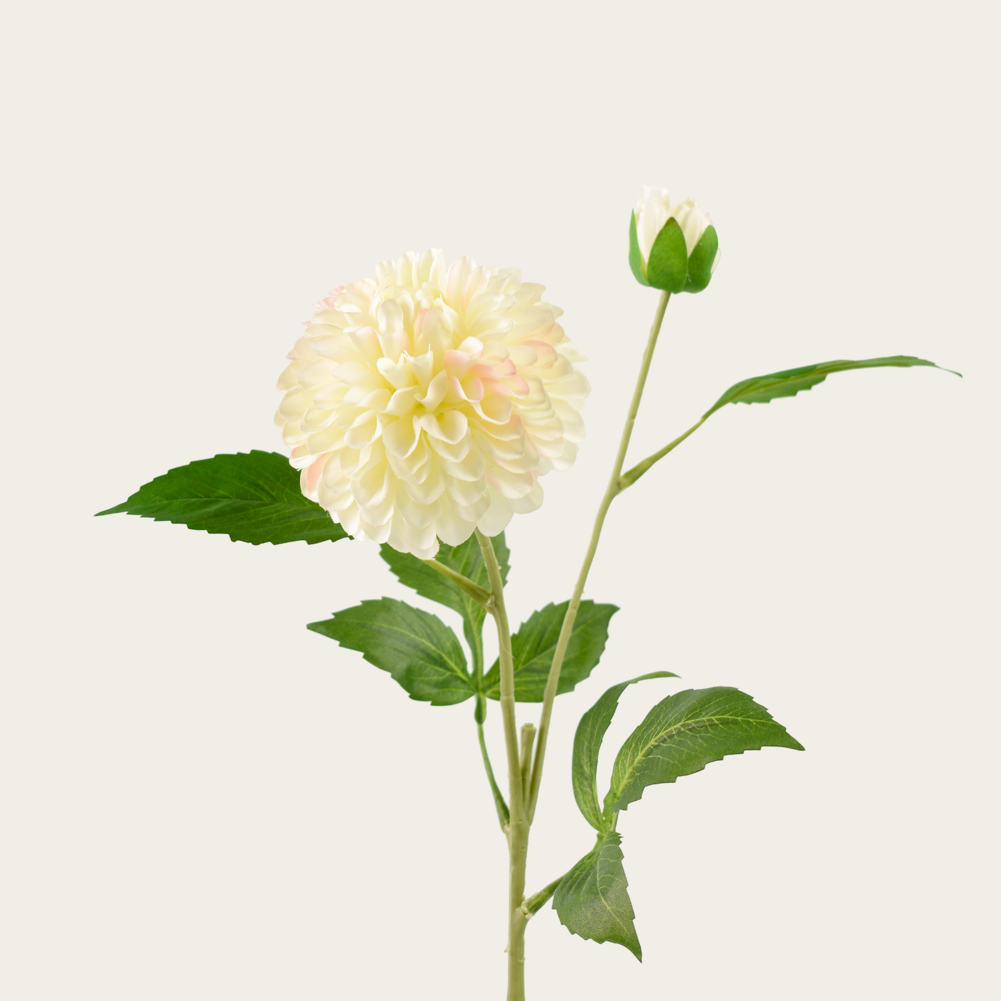 Dahlia wit/roze