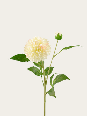 Dahlia wit/roze