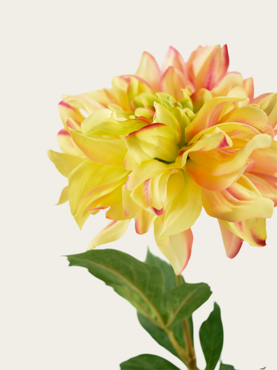 Dahlia licht geel /roze