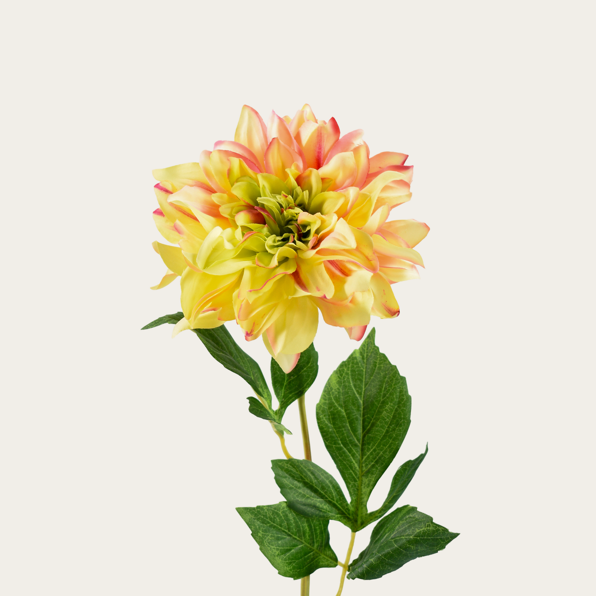 Dahlia licht geel /roze