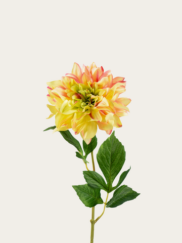 Dahlia licht geel /roze