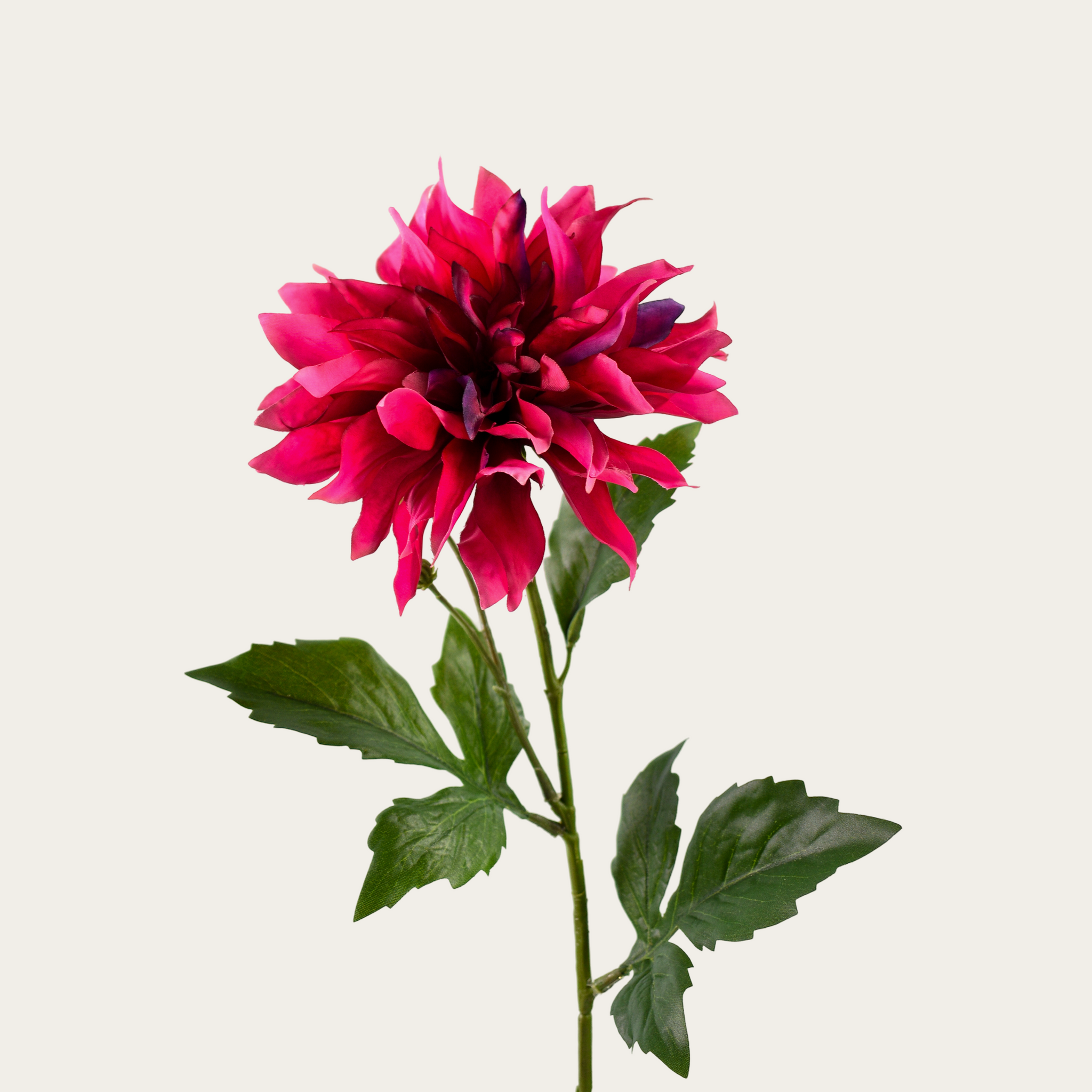 Dahlia hot pink