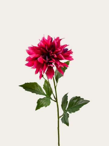 Dahlia hot pink