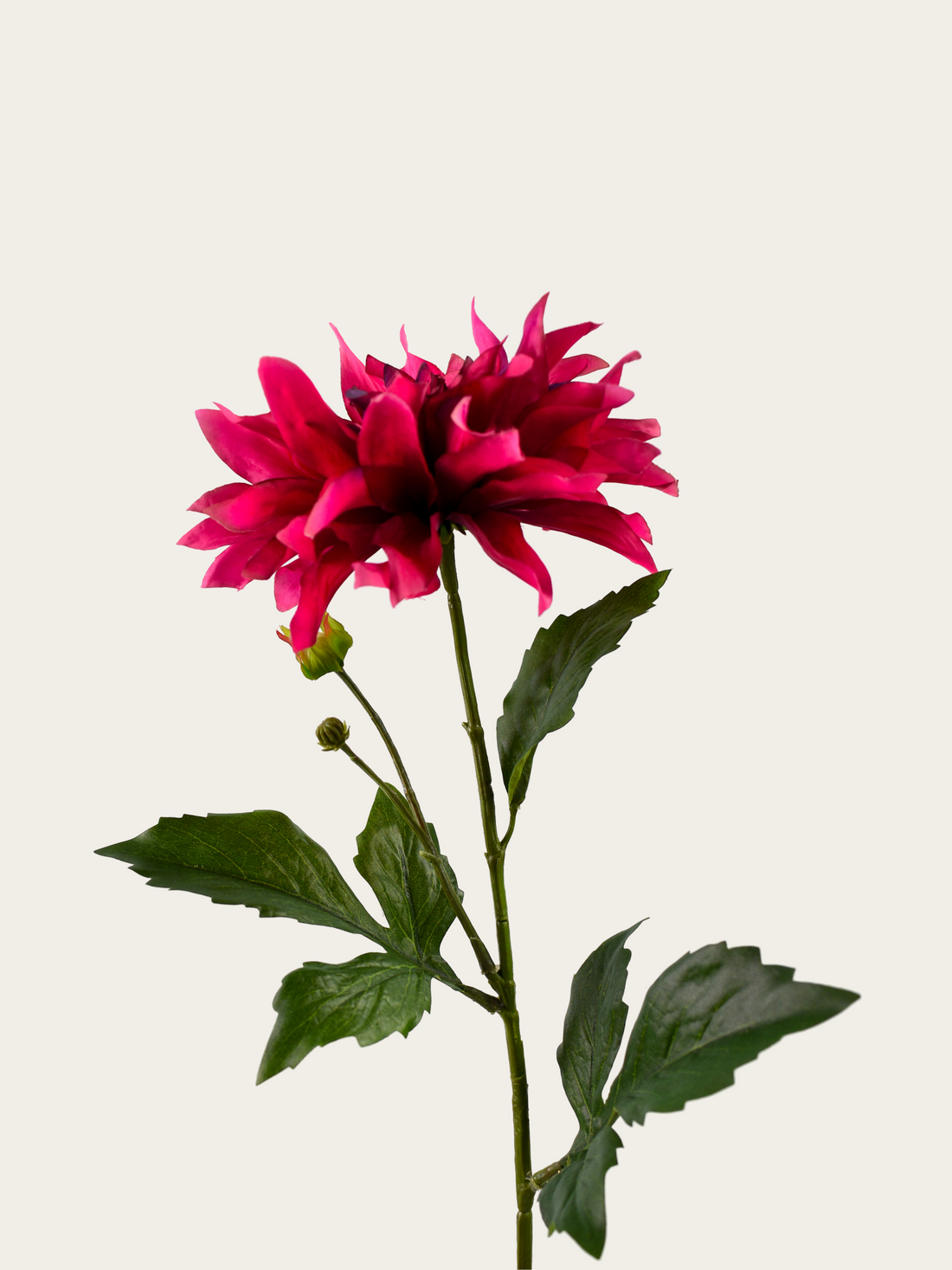 Dahlia hot pink