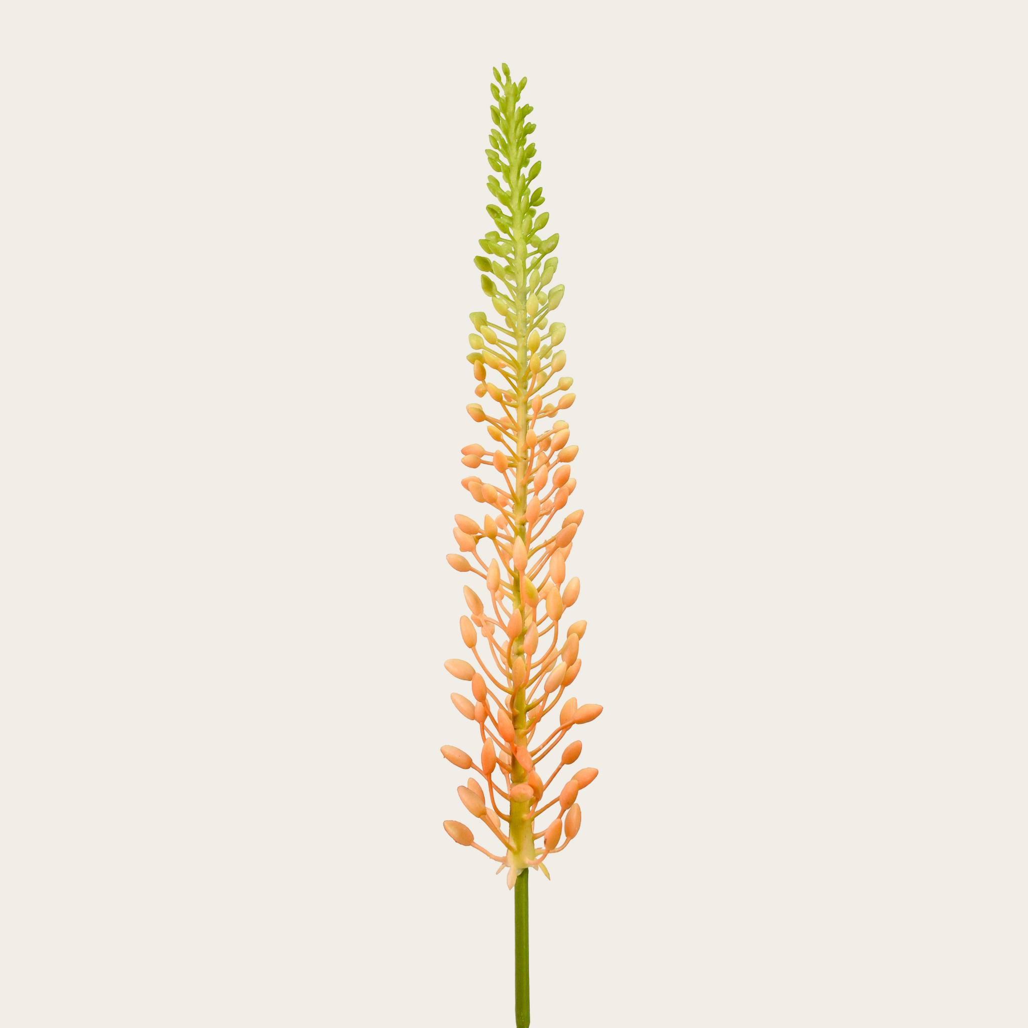 Eremurus 75cm zalm/groen