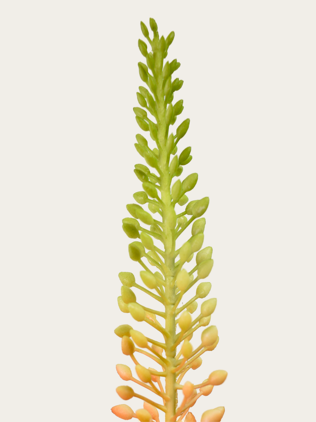 Eremurus 75cm zalm/groen